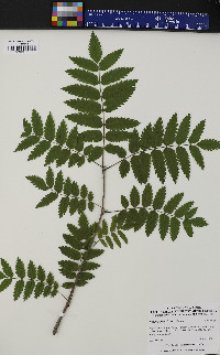 Sorbus americana image