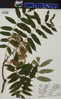 Sorbus americana image