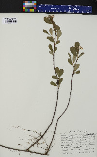 Aronia melanocarpa image