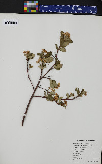 Pyrus melanocarpa image