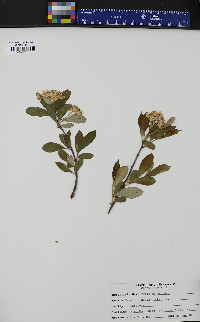 Pyrus melanocarpa image