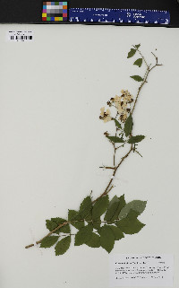 Rosa multiflora image