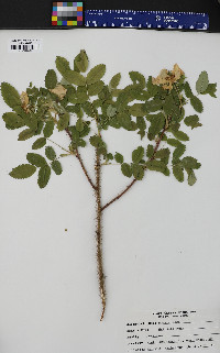 Rosa rugosa image