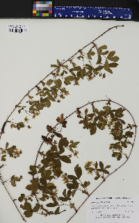 Rubus flagellaris image