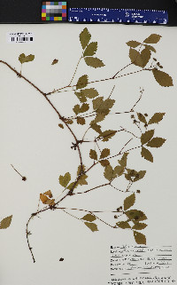 Rubus hispidus image