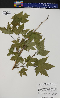 Rubus odoratus image