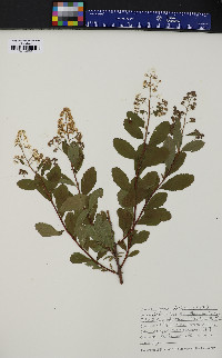 Spiraea latifolia image