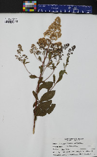 Spiraea latifolia image