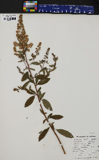 Spiraea latifolia image