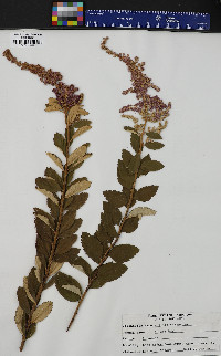 Spiraea tomentosa image