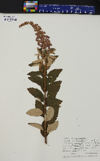 Spiraea tomentosa image