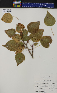 Populus balsamifera image