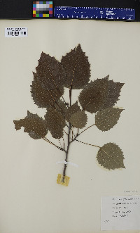 Populus grandidentata image