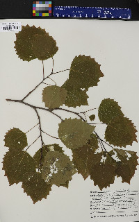 Populus grandidentata image