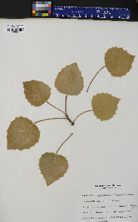 Populus grandidentata image