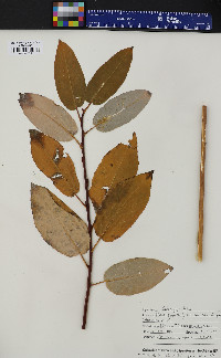 Salix pyrifolia image