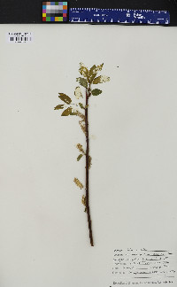 Salix pyrifolia image