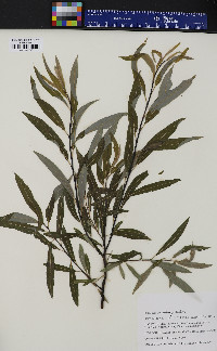 Salix petiolaris image