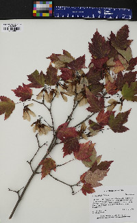 Acer ginnala image