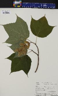 Acer pensylvanicum image