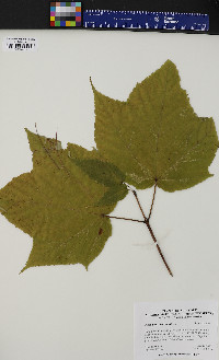 Acer pensylvanicum image