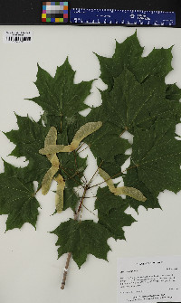 Acer platanoides image