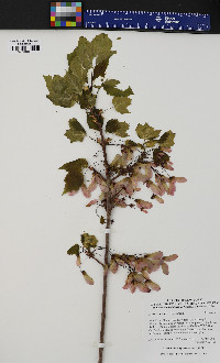 Acer rubrum var. rubrum image