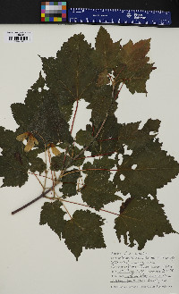 Acer spicatum image