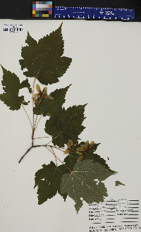 Acer spicatum image