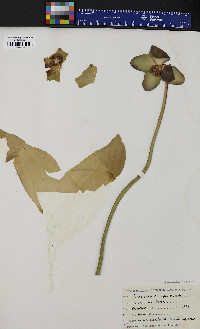 Sarracenia purpurea image