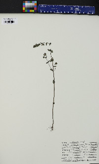 Euphrasia stricta image