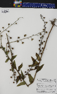 Verbascum blattaria image