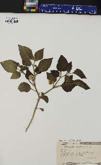 Physalis pubescens image