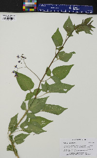 Image Associated With the Occurence