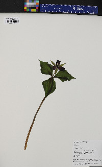 Trillium erectum image