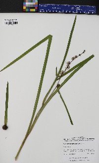 Sparganium angustifolium image