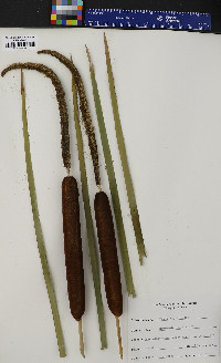 Typha angustifolia image