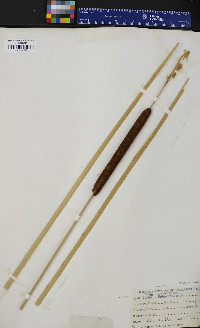 Typha angustifolia image