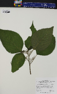 Laportea canadensis image