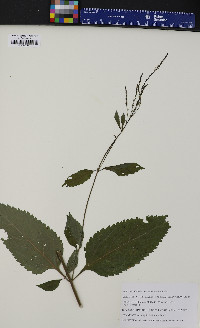 Verbena urticifolia var. urticifolia image