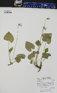 Viola cucullata image