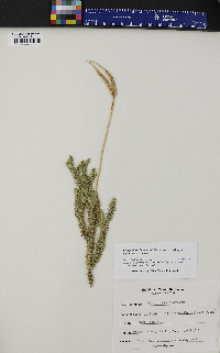 Lycopodium lagopus image