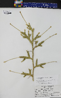 Lycopodium lagopus image