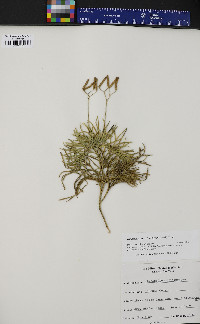 Diphasiastrum tristachyum image