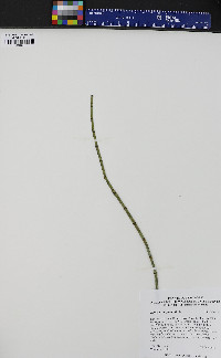 Equisetum fluviatile image