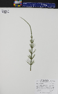 Equisetum fluviatile image