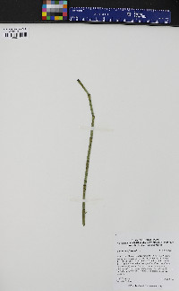 Equisetum fluviatile image