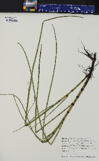 Equisetum fluviatile image