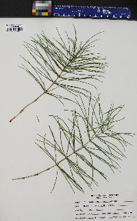 Equisetum pratense image