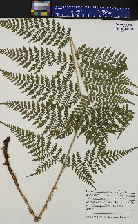 Dryopteris campyloptera image